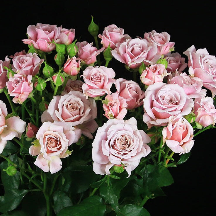 Spray Kenya Pink Essence Scented Pink Garden Singapore Fresh Rose Wholesale Wedding Gifts Premium 