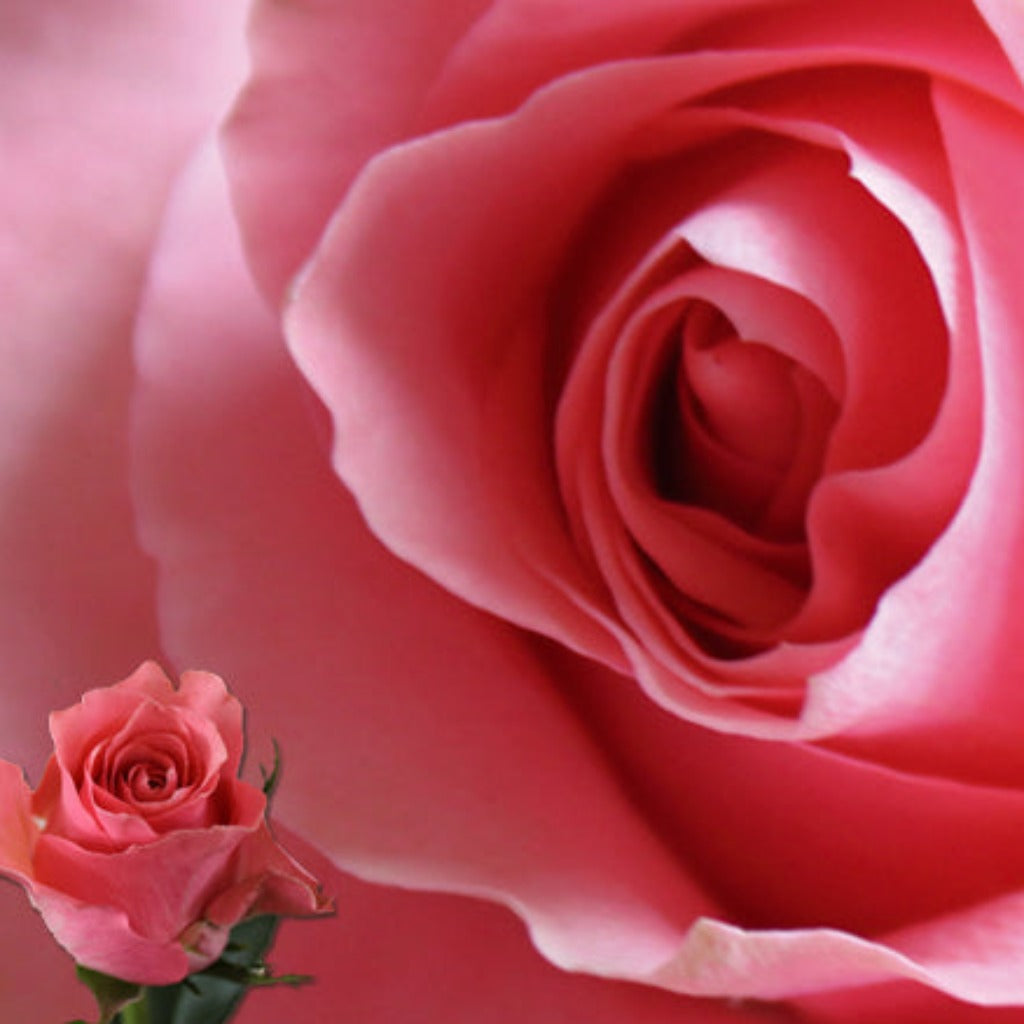 Kenya Ace Pink Rose, Singapore Wholesale Fresh Wedding Premium Gifts