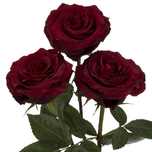 Ecuador RP Black Pearl Red Singapore Fresh Rose Wholesale Wedding Gifts Premium