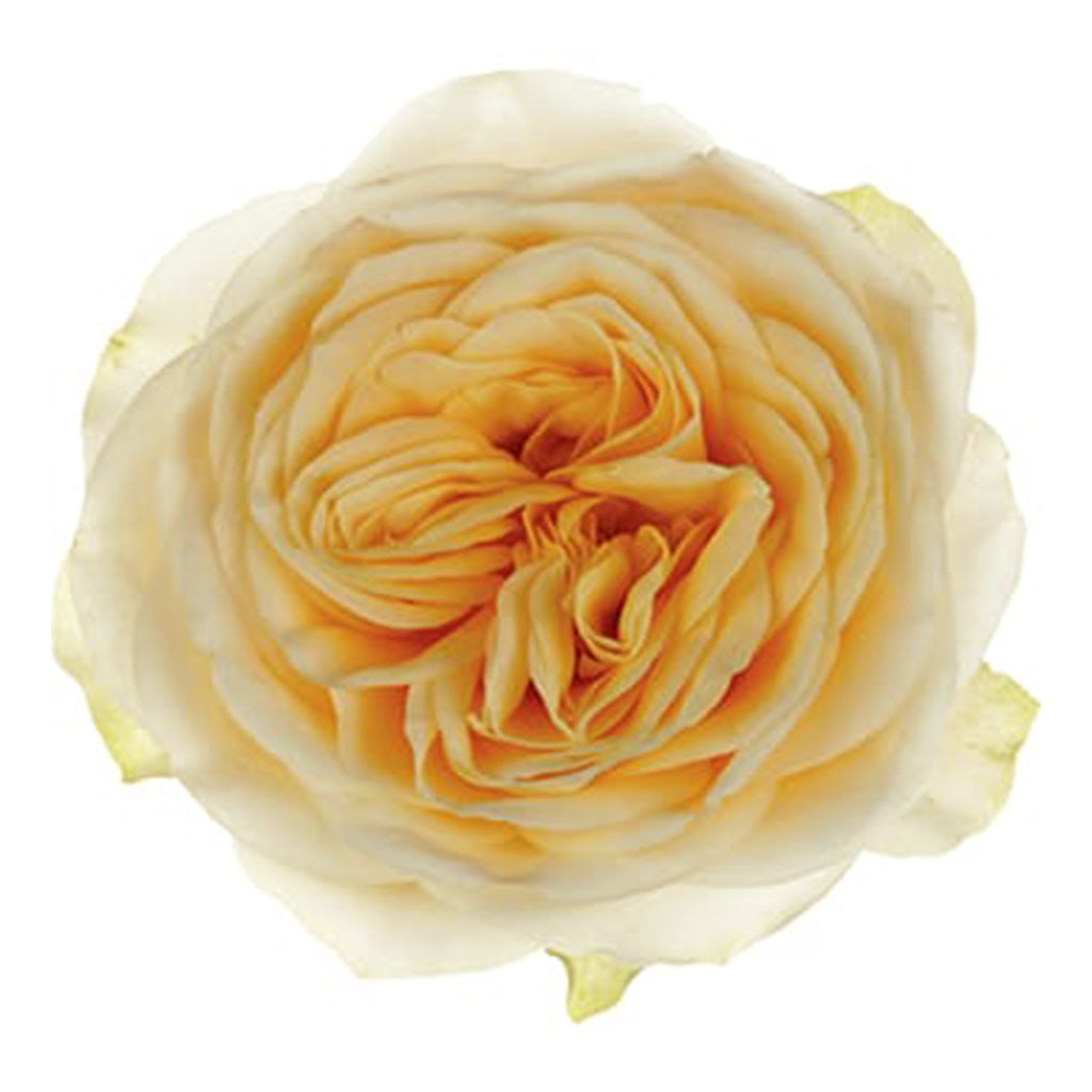 Kenya Buttercup Yellow Garden Singapore Fresh Rose Wholesale Wedding Gifts Premium Top