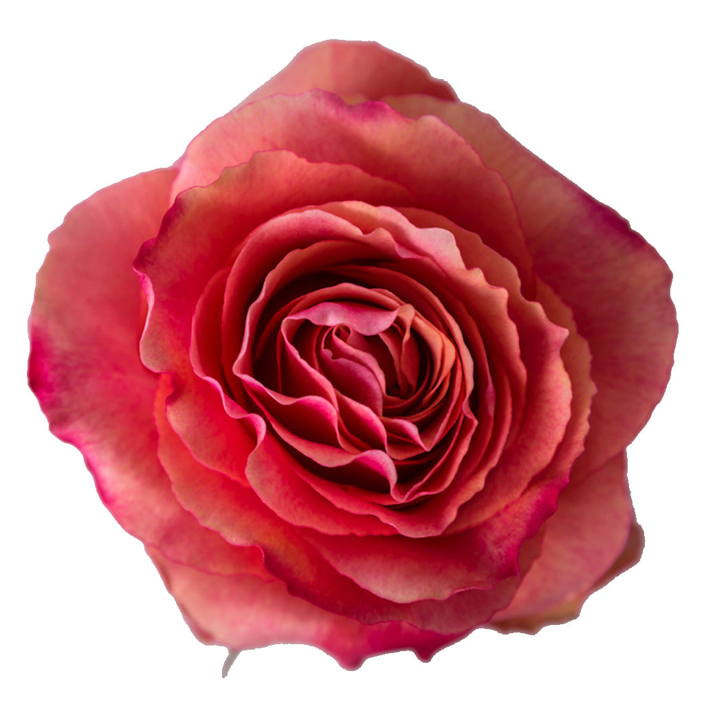 Ecuador Hot Carpe Diem Red Garden Singapore Fresh Rose Wholesale Wedding Gifts Premium