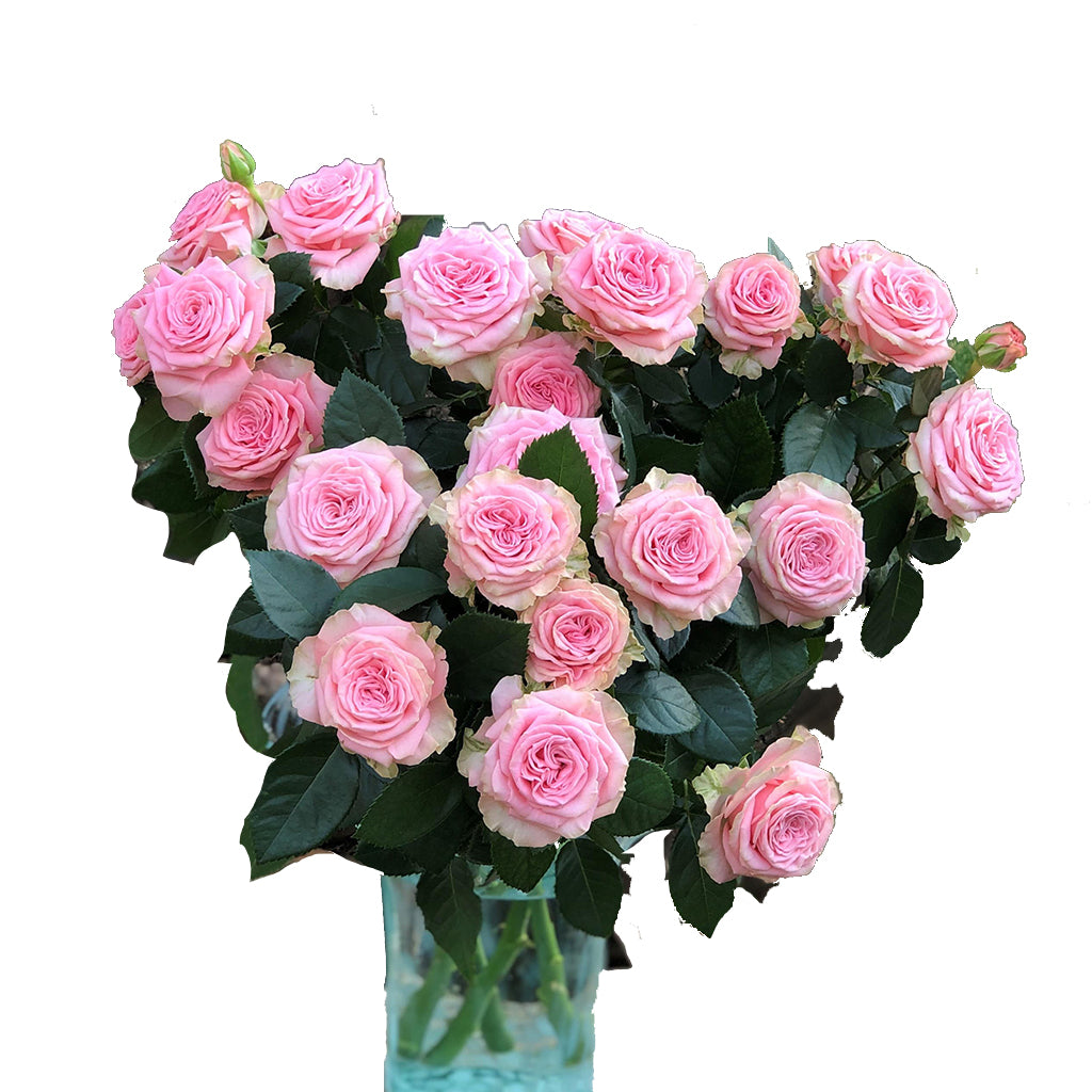Spray Kenya Bal Musette Garden Pink Singapore Fresh Rose Wholesale Wedding Gifts Premium Side