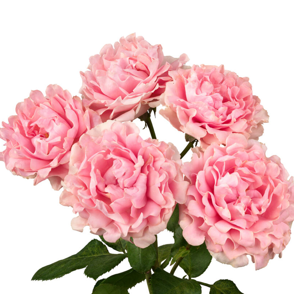 Kenya Pink Trophy Garden Spray Rose from # Hashtag series, Singapore Wholesale Fresh Wedding Premium Gifts