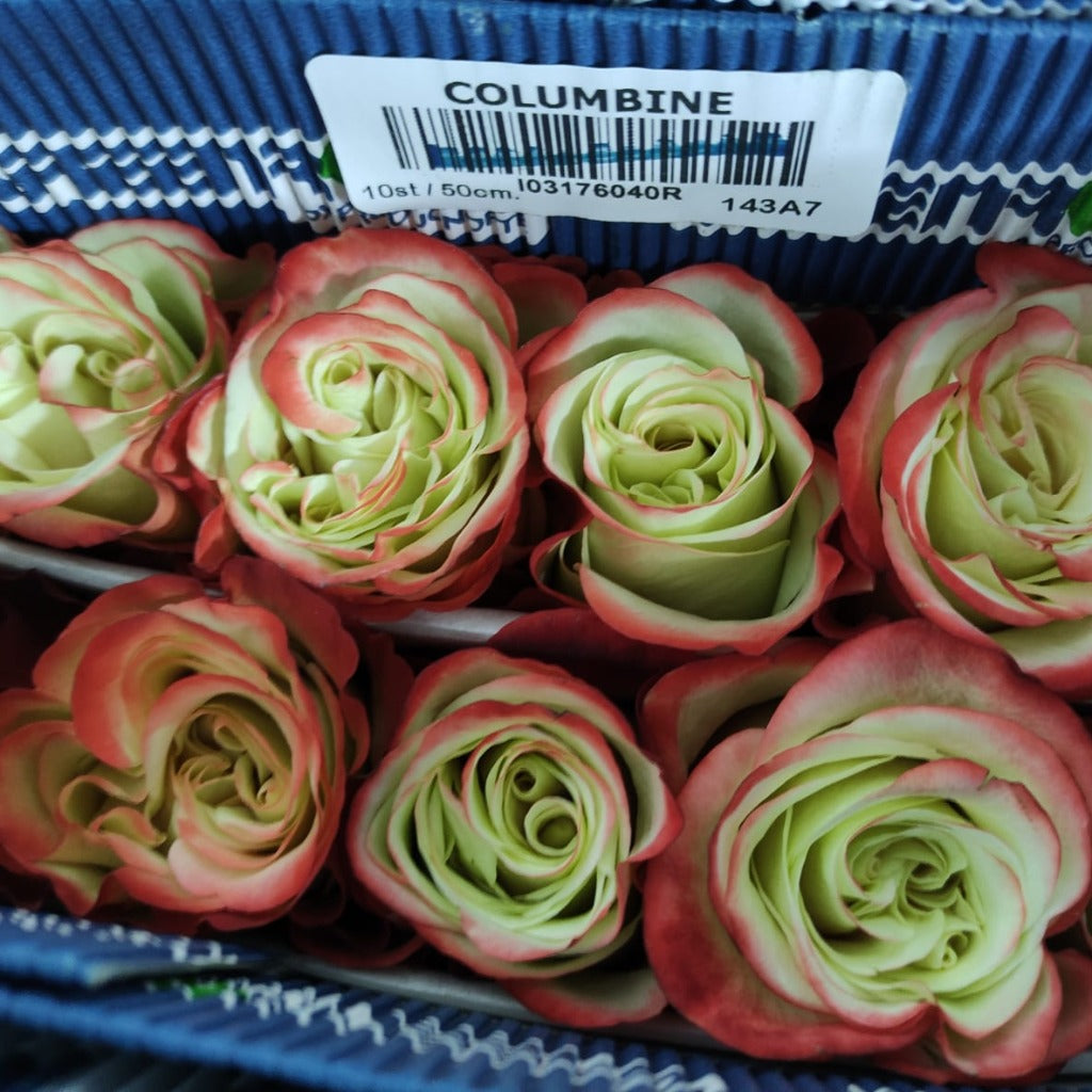 Ecuador Columbine Red Green Garden Singapore Fresh Rose Wholesale Wedding Gifts Premium 
