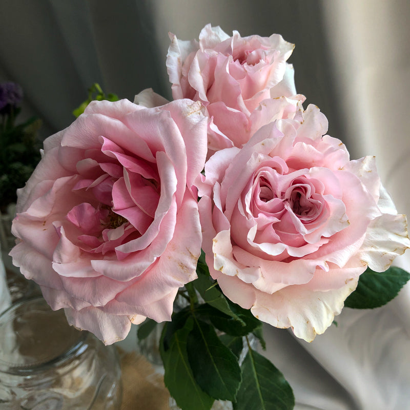 Kenya Perfume de Grande Pink Scented Singapore Fresh Rose Wholesale Wedding Gifts Premium