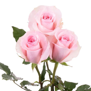 Ecuador Christa Pink Scented Singapore Fresh Rose Wholesale Wedding Gifts Premium Side