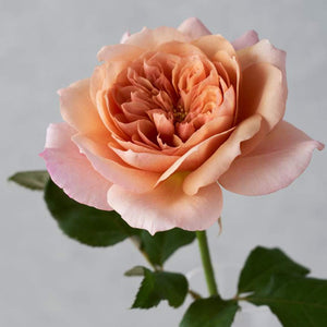 Kenya Wabara Miyabi Cha Pink Beige Garden Singapore Fresh Rose Wholesale Wedding Gifts Premium