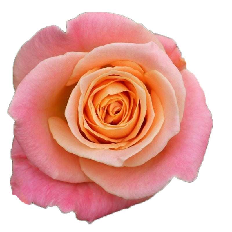 Kenya Miss Piggy Peach Pink Singapore Fresh Rose Wholesale Wedding Gifts Premium