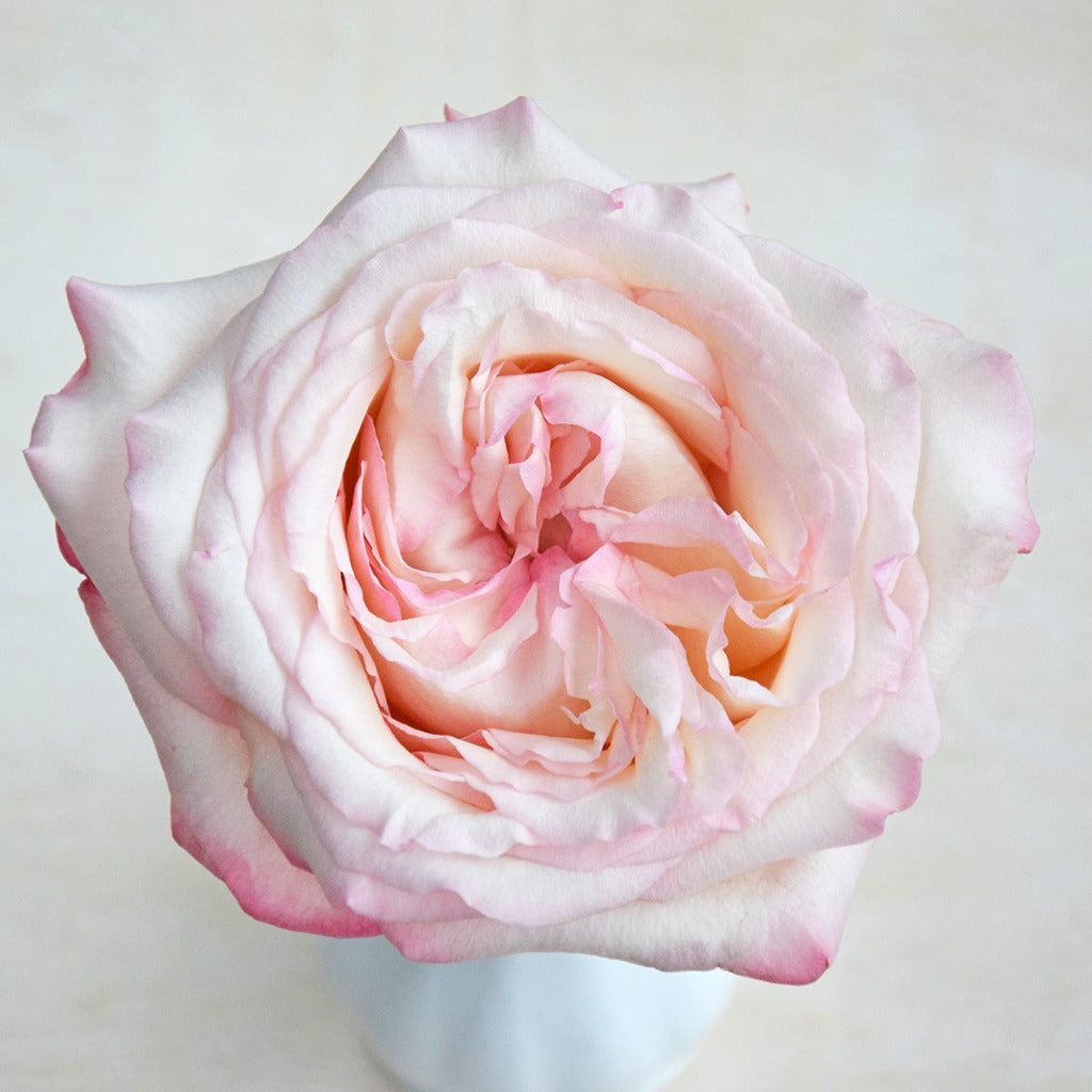 Kenya Joyce White Pink Scented Garden Singapore Fresh Rose Wholesale Wedding Gifts Premium