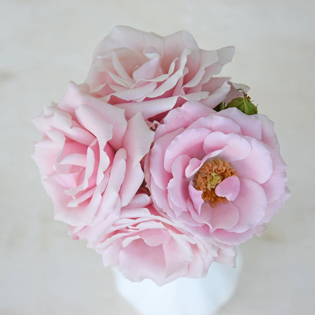 Spray Kenya Pink Majolika Scented Pink Garden Singapore Fresh Rose Wholesale Wedding Gifts Premium 