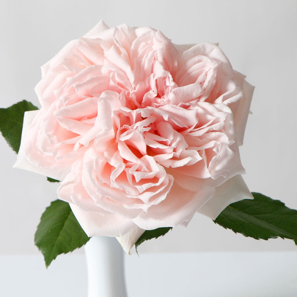 Kenya Princess Hitomi Pink Garden Singapore Fresh Rose Wholesale Wedding Gifts Premium