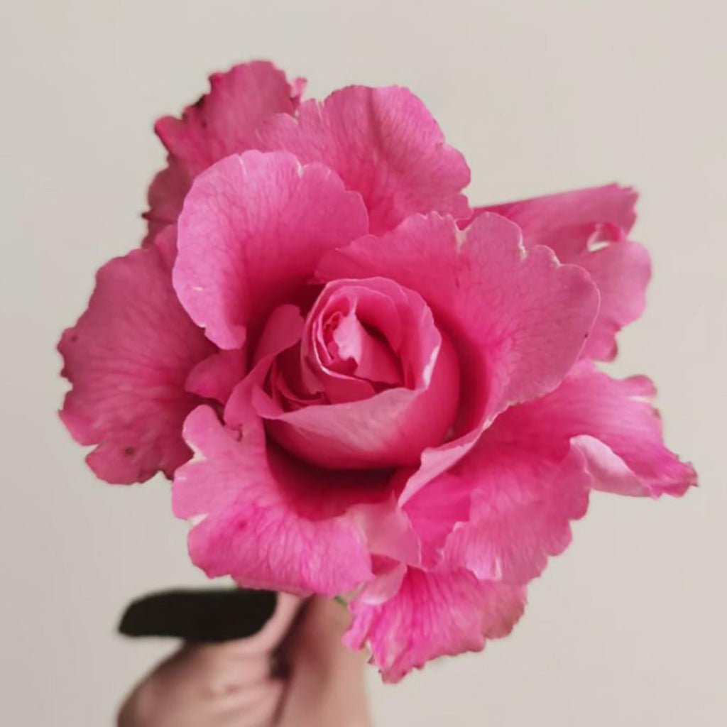 Kenya Wabara Kanata Pink Garden Singapore Fresh Rose Wholesale Wedding Gifts Premium