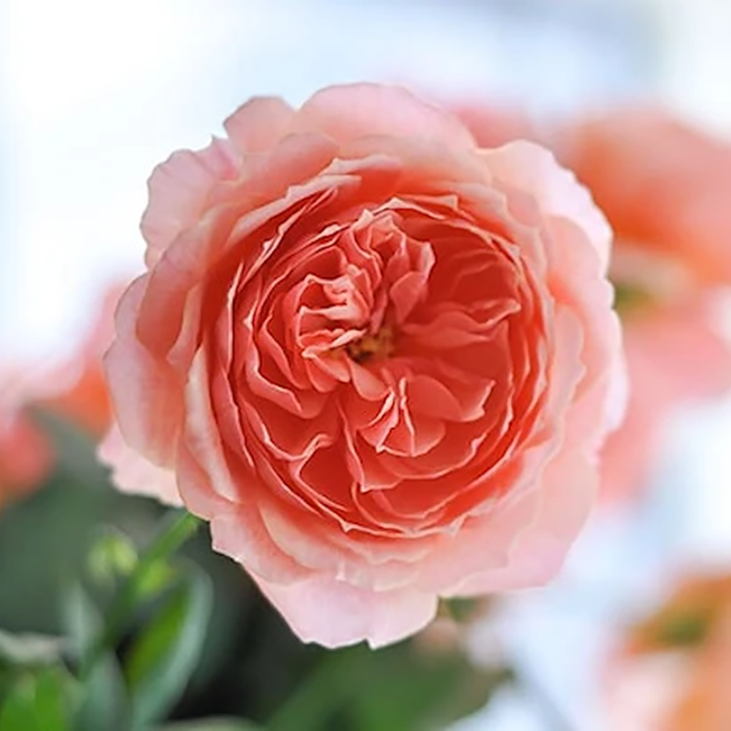 Kenya Wabara Kaolikazali Orange Garden Singapore Fresh Rose Wholesale Wedding Gifts Premium