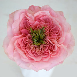 Kenya Wabara Mikoto Pink Garden Singapore Fresh Rose Wholesale Wedding Gifts Premium