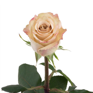 Ecuador Quicksand Brown Beige Singapore Fresh Rose Wholesale Wedding Gifts Premium