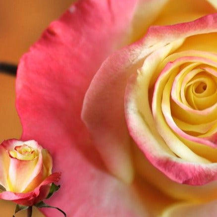 Kenya Lifestyle Yellow Pink White Singapore Fresh Rose Wholesale Wedding Gifts Premium