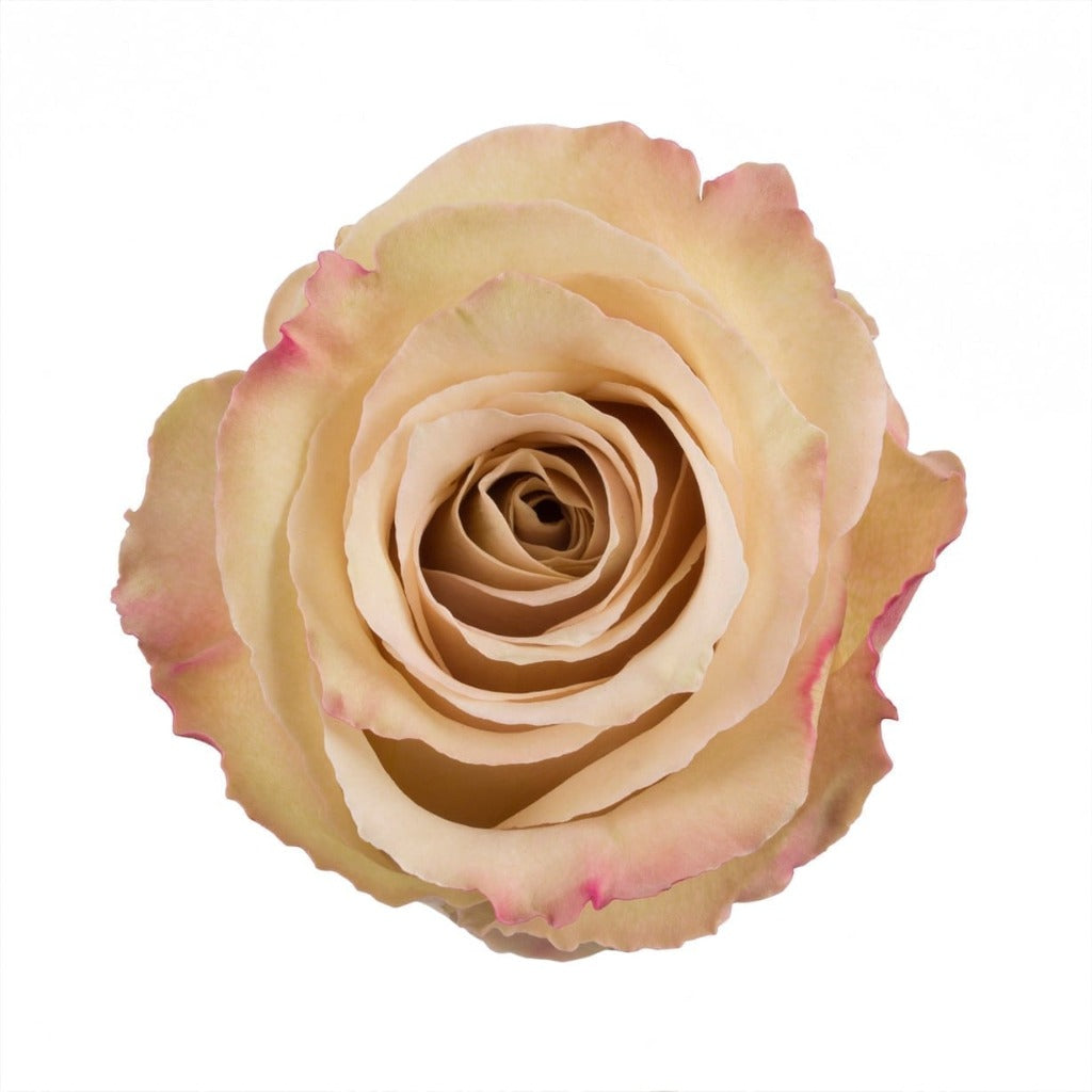 Kenya Quicksand Brown Beige Singapore Fresh Rose Wholesale Wedding Gifts Premium