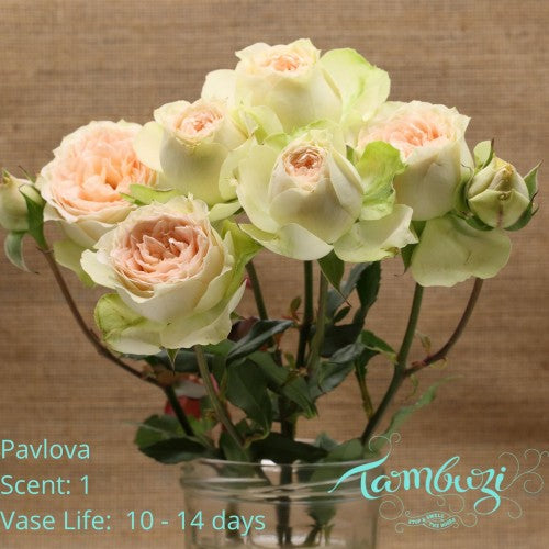 Spray Kenya Pavlova Peach Cream Garden Singapore Fresh Rose Wholesale Wedding Gifts Premium 