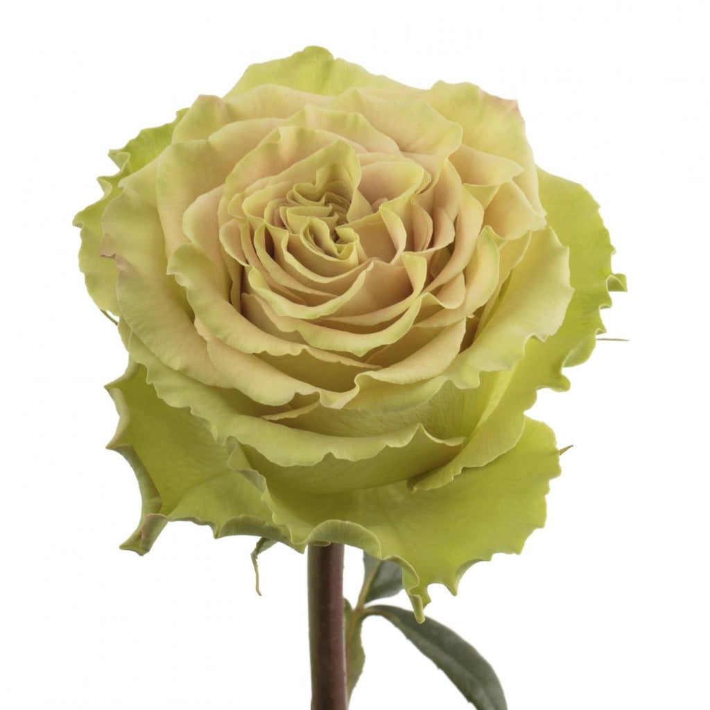Ecuador Matcha Green Cream Garden Singapore Fresh Rose Wholesale Wedding Gifts Premium