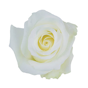Ecuador White Akito Rose, Singapore Wholesale Fresh Wedding Premium Gifts