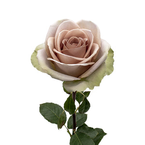 Ecuador Purple Amnesia Garden Rose, Singapore Wholesale Fresh Wedding Premium Gifts