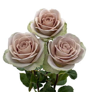 Ecuador Purple Amnesia Garden Rose, Singapore Wholesale Fresh Wedding Premium Gifts