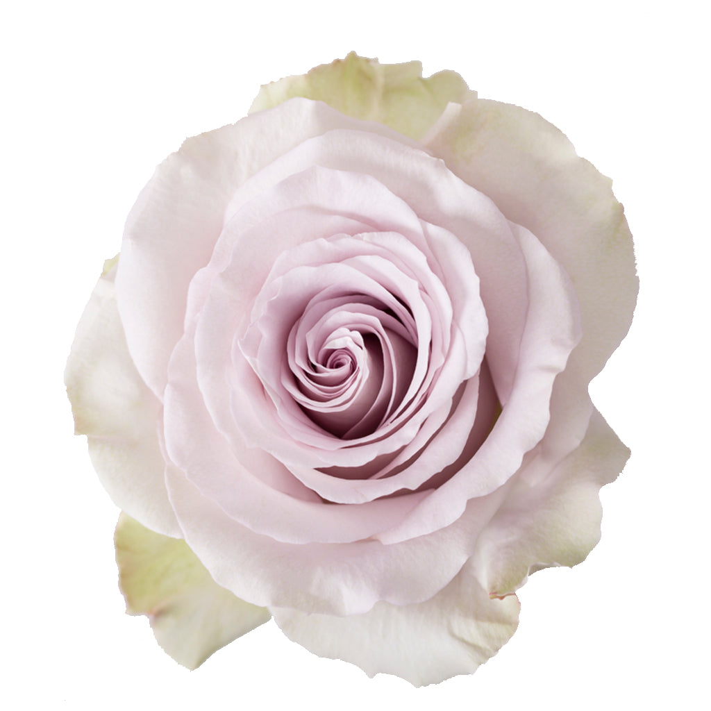 Ecuador Andrea Purple Singapore Fresh Rose Wholesale Wedding Gifts Premium Side