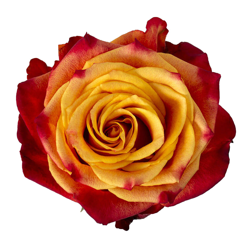 Ecuador Atomic Yellow Red Singapore Fresh Rose Wholesale Wedding Gifts Premium Top