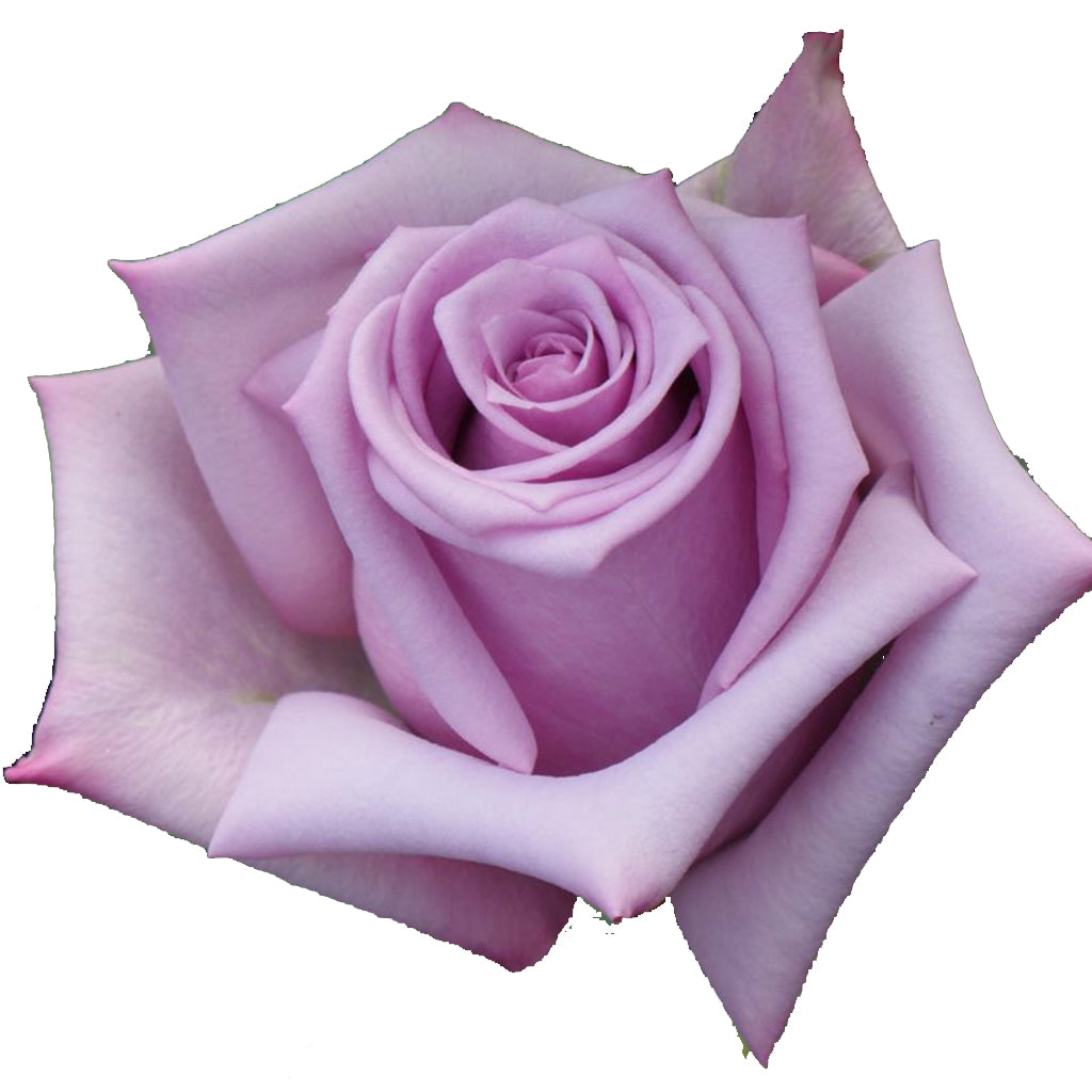 Ecuador Avant Garde Purple Singapore Fresh Rose Wholesale Wedding Gifts Premium Top