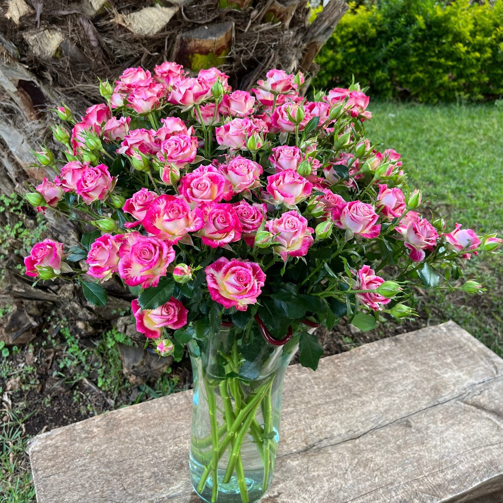 Spray Kenya Bala Garden Pink White Singapore Fresh Rose Wholesale Wedding Gifts Premium Side