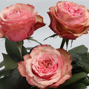 Kenya Belize Garden Pink Singapore Fresh Rose Wholesale Wedding Gifts Premium Side