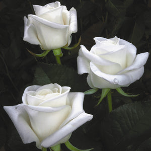 Kenya Beluga Rose White Singapore Fresh Rose Wholesale Wedding Gifts Premium Side