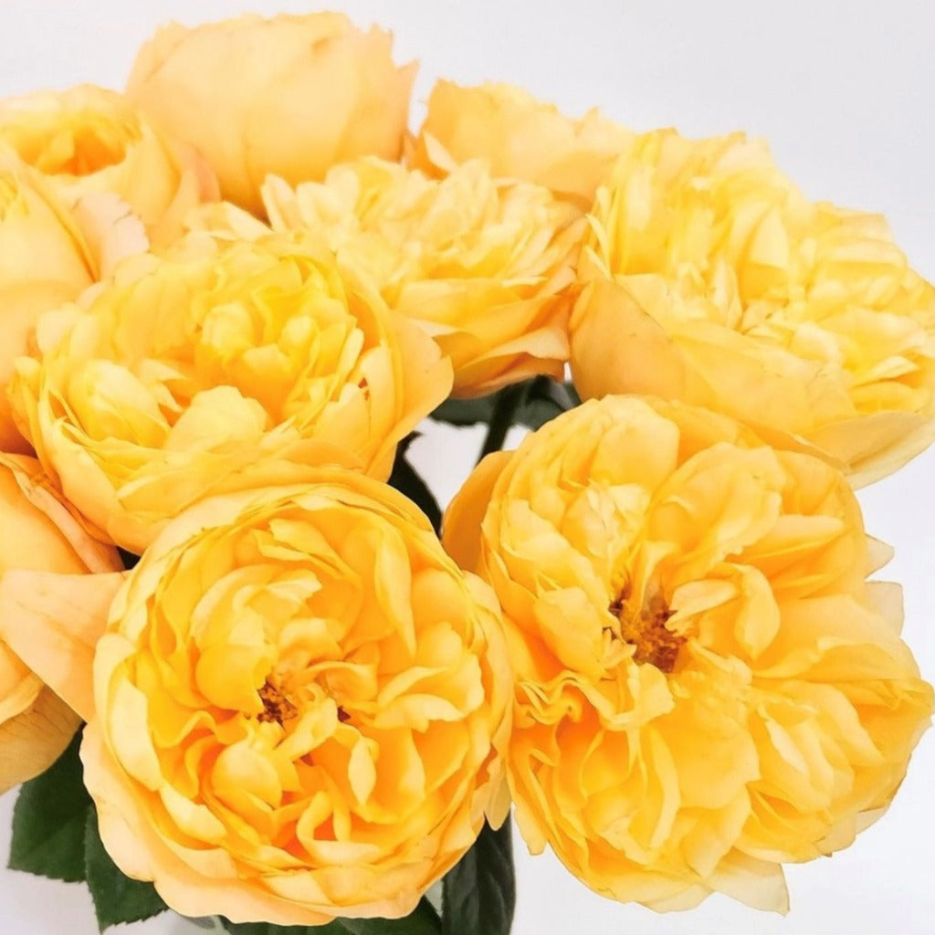 Kenya Bergamotte Garden Yellow Singapore Fresh Rose Wholesale Wedding Gifts Premium Side