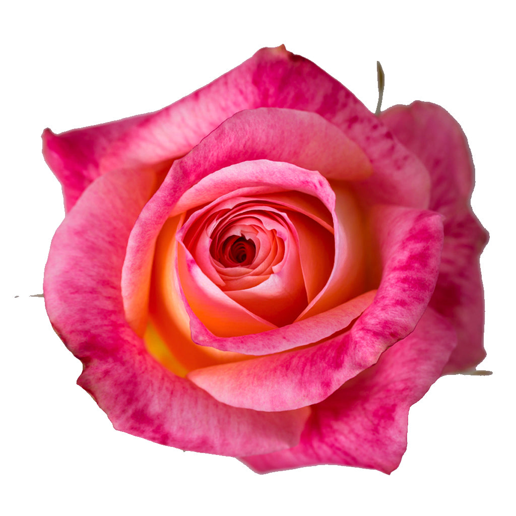 Ecuador Big Fun Pink Peach Singapore Fresh Rose Wholesale Wedding Gifts Premium Top