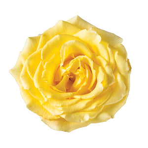 Ecuador Bikini Yellow Singapore Fresh Rose Wholesale Wedding Gifts Premium Top