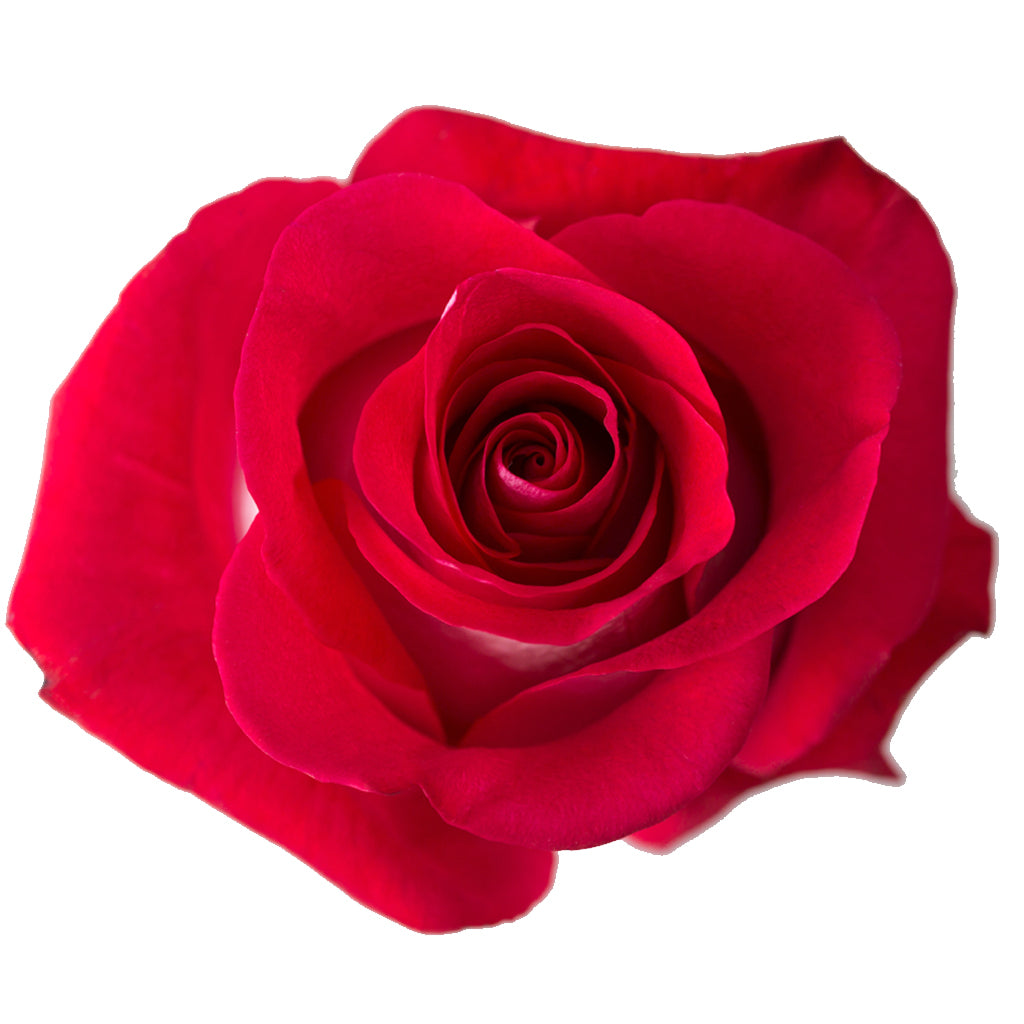 Ecuador Bluez Red White Invert Singapore Fresh Rose Wholesale Wedding Gifts Premium Top