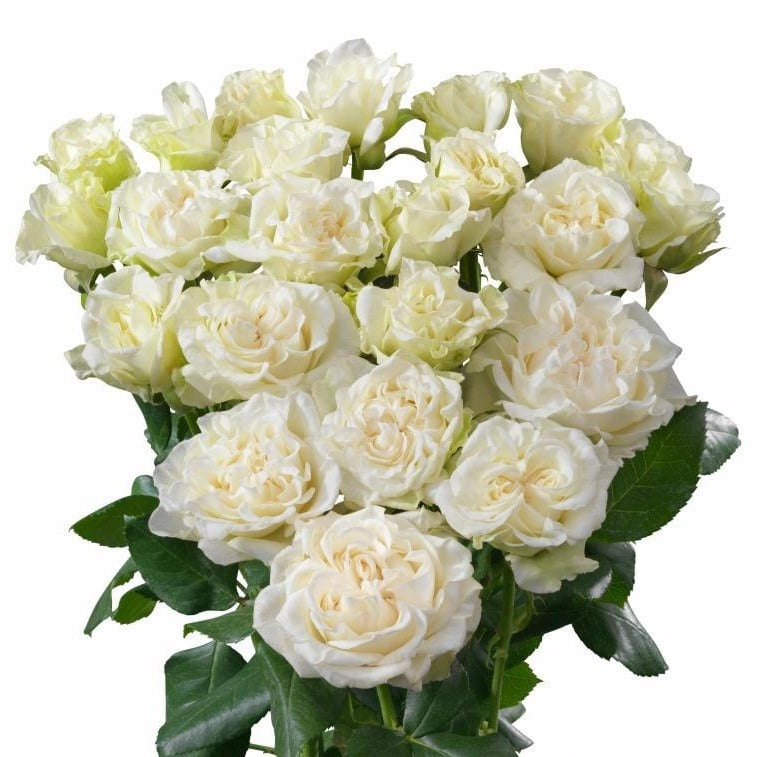 Kenya Bridal Flow White Garden Scented Singapore Fresh Rose Wholesale Wedding Gifts Premium Side