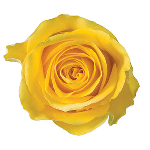 Ecuador Brighton Yellow Singapore Fresh Rose Wholesale Wedding Gifts Premium Top