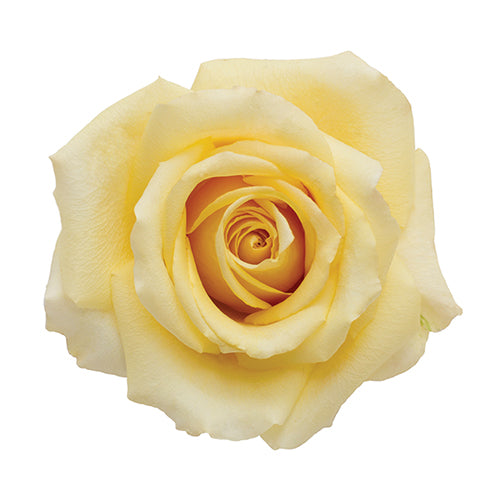 Ecuador Butterscotch Yellow Garden Singapore Fresh Rose Wholesale Wedding Gifts Premium Top