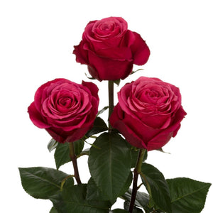 Ecuador Cherry O Cerise Singapore Fresh Rose Wholesale Wedding Gifts Premium 