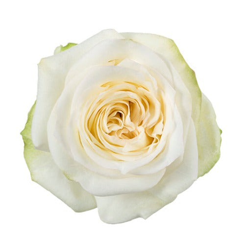 Ecuador Candlelight Cream White Scented Garden Singapore Fresh Rose Wholesale Wedding Gifts Premium Top