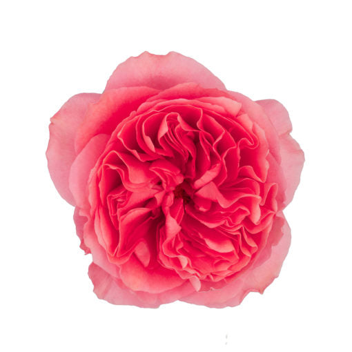 Ecuador Candy X-pression Cerise Garden Singapore Fresh Rose Wholesale Wedding Gifts Premium Top