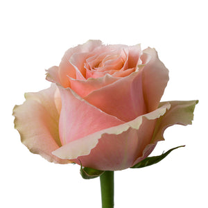 Ecuador Carpe Diem Peach Garden Singapore Fresh Rose Wholesale Wedding Gifts Premium Top