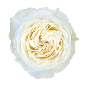 Ecuador Coldplay White Garden Singapore Fresh Rose Wholesale Wedding Gifts Premium 