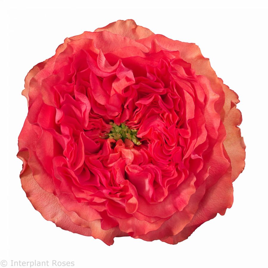 Kenya Coral Reeva Red Garden Scented Singapore Fresh Rose Wholesale Wedding Gifts Premium
