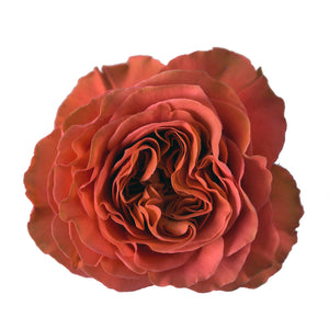Ecuador Coral X-pression Garden Orange Singapore Fresh Rose Wholesale Wedding Gifts Premium 