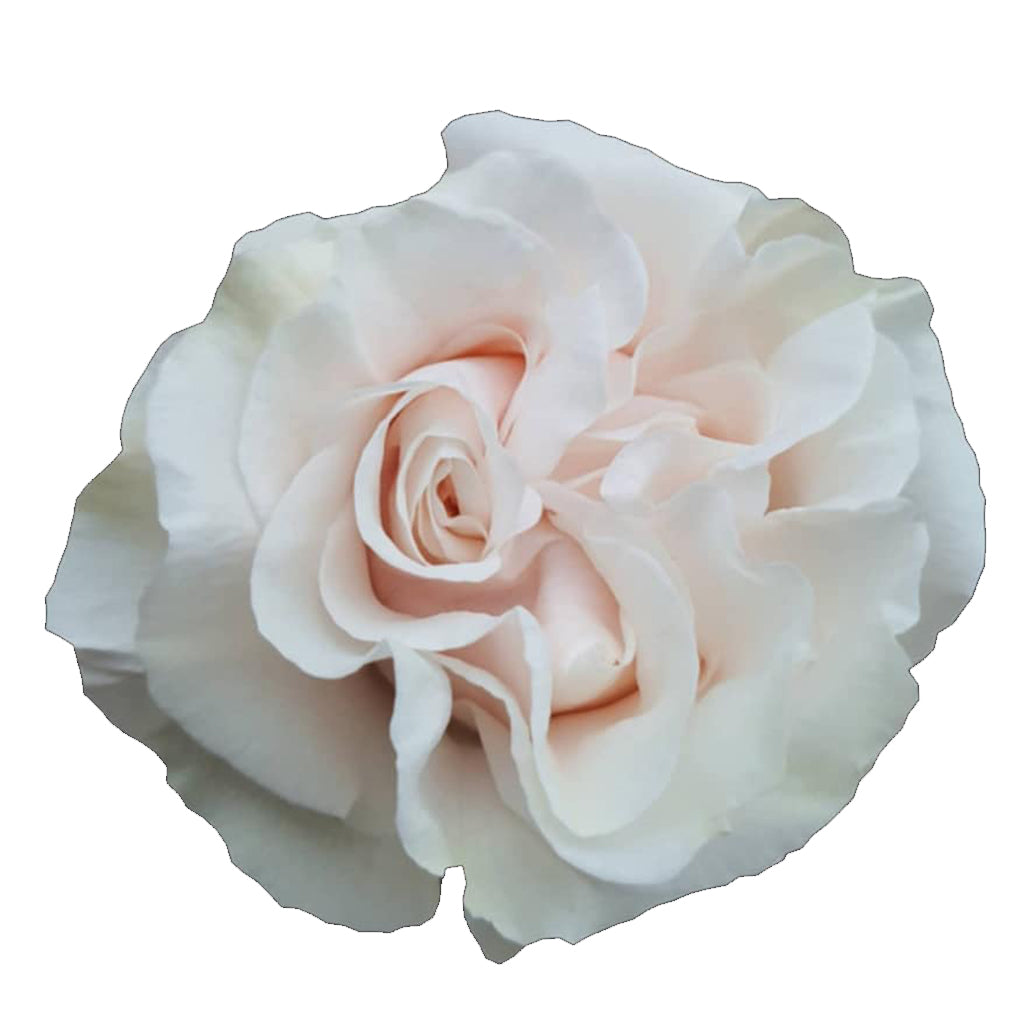 Ecuador Cotton X-pression Garden Pink White Singapore Fresh Rose Wholesale Wedding Gifts Premium 
