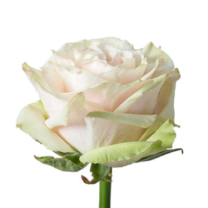 Ecuador Country Secret Garden White Pink Singapore Fresh Rose Wholesale Wedding Gifts Premium 