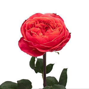 Ecuador Dark X-pression Garden Red Singapore Fresh Rose Wholesale Wedding Gifts Premium
