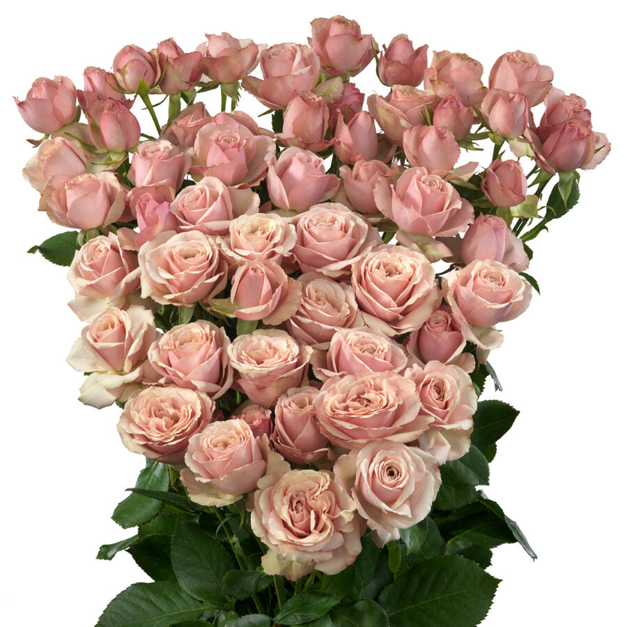 Spray Kenya Destini Brown Beige Singapore Fresh Rose Wholesale Wedding Gifts Premium 